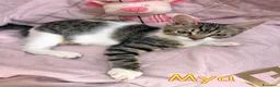 Europeo gatti in regalo: MIMMY e MYA GATTINE DOLCISSIME - Annuncio 1