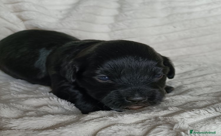 Bichon cani CUCCIOLI BICHON HAVANAIS - Annuncio 1