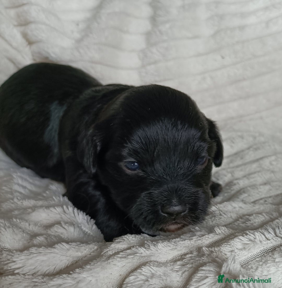 Bichon cani in vendita: CUCCIOLI BICHON HAVANAIS - Annuncio 1