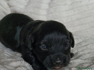 Bichon cani CUCCIOLI BICHON HAVANAIS - Annuncio 1