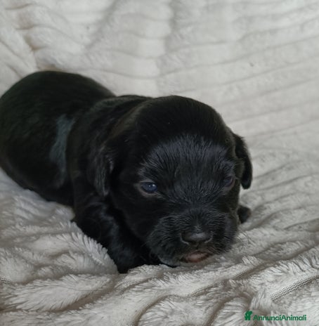 Bichon cani CUCCIOLI BICHON HAVANAIS - Annuncio 1