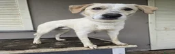 Meticcio cani in regalo: Regalo Cane Meticcio  - Annuncio 2