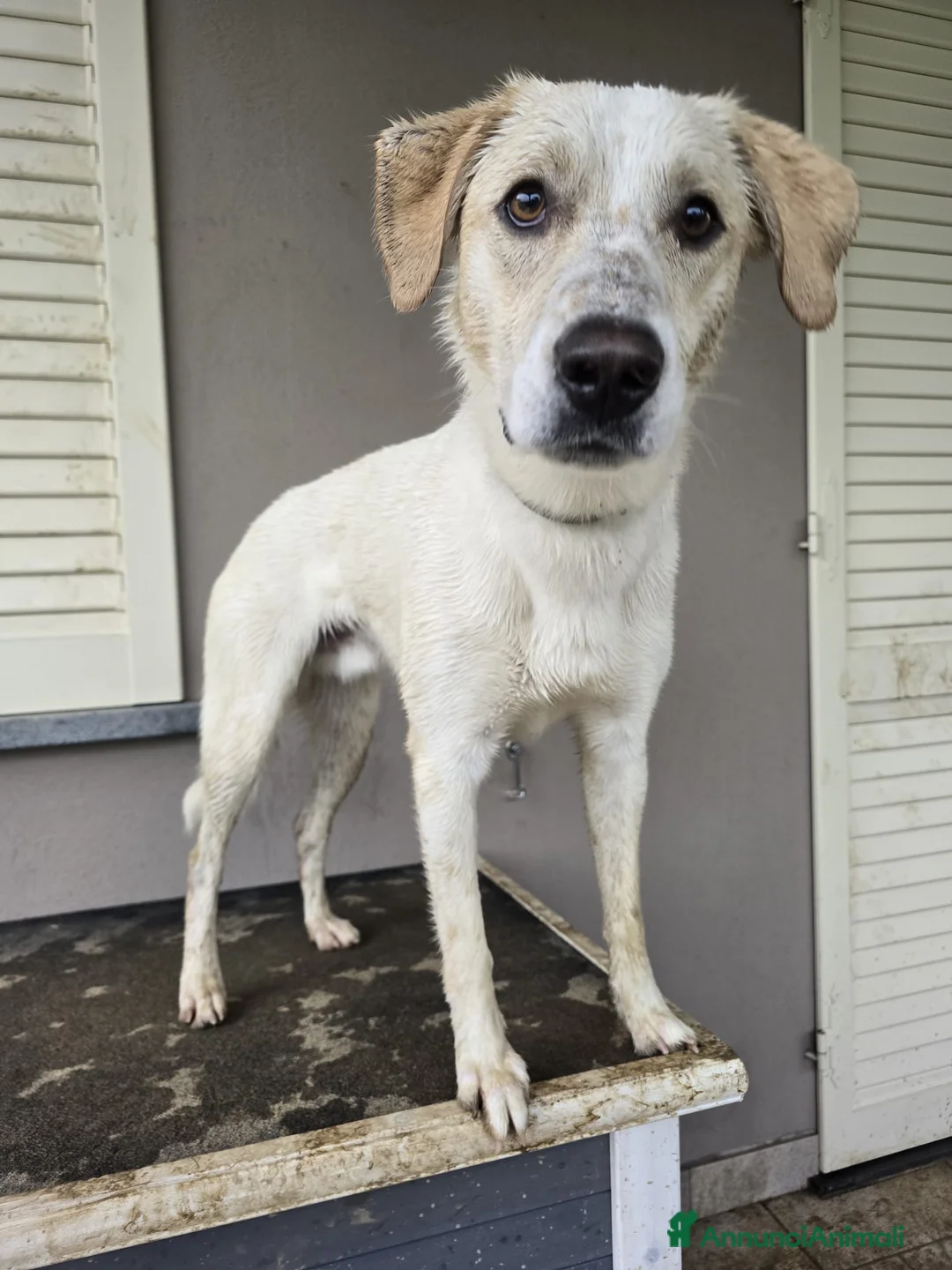 Meticcio cani in regalo: Regalo Cane Meticcio  - Annuncio 2