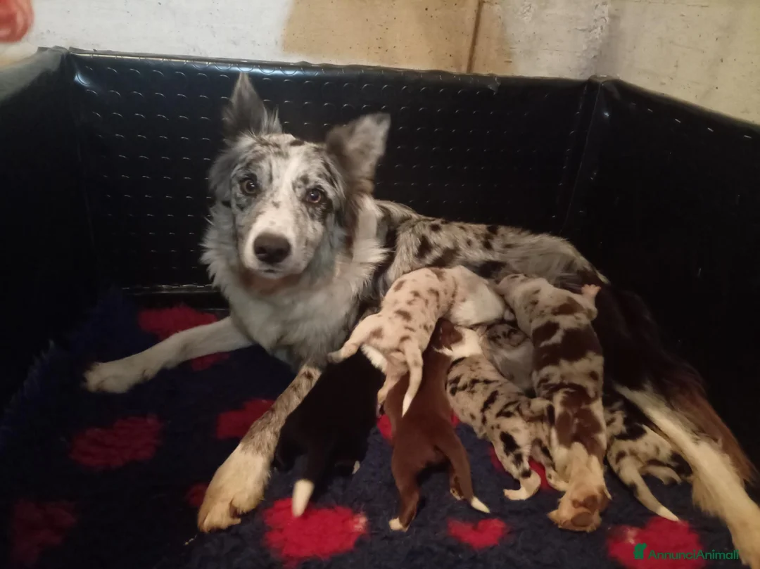 Border Collie cani in vendita: Border collie cuccioli  - Annuncio 2