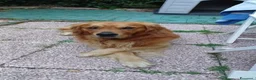Golden Retriever cani per accoppiamento: Golden retriever per monta - Annuncio 6