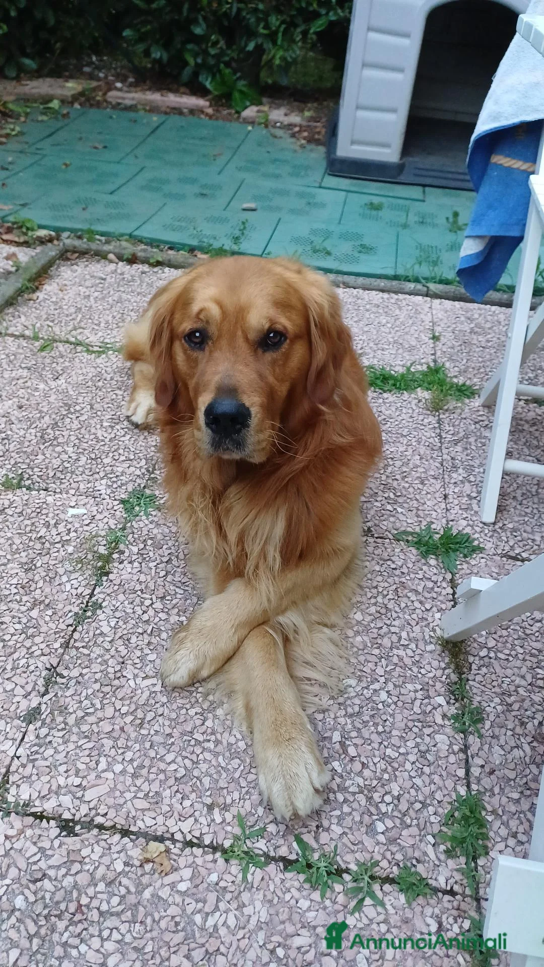 Golden Retriever cani per accoppiamento: Golden retriever per monta - Annuncio 6
