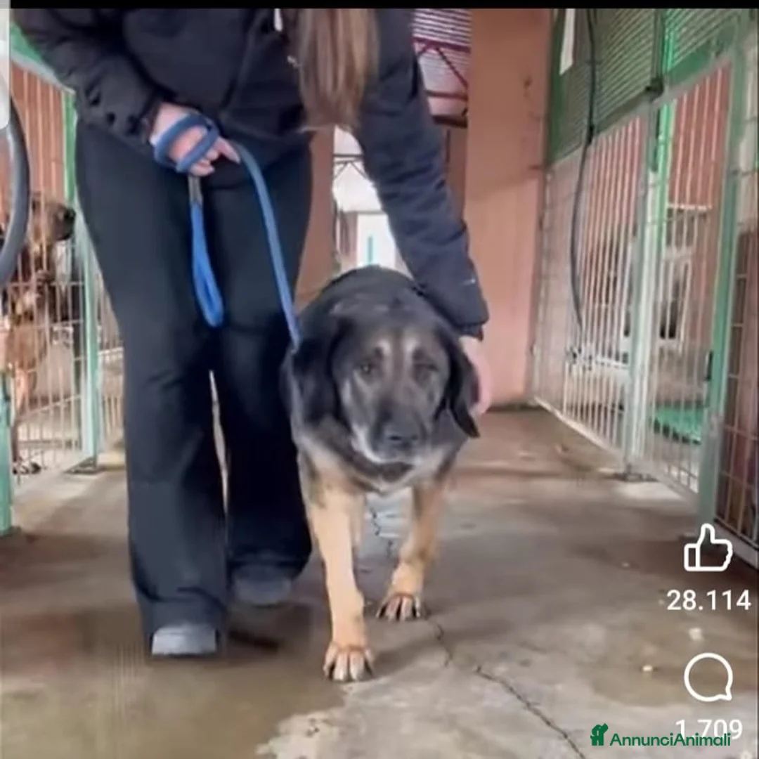 Meticcio cani in regalo: ADOZ.DEL💔: 10anni in canile ed è diventata cieca! - Annuncio 3