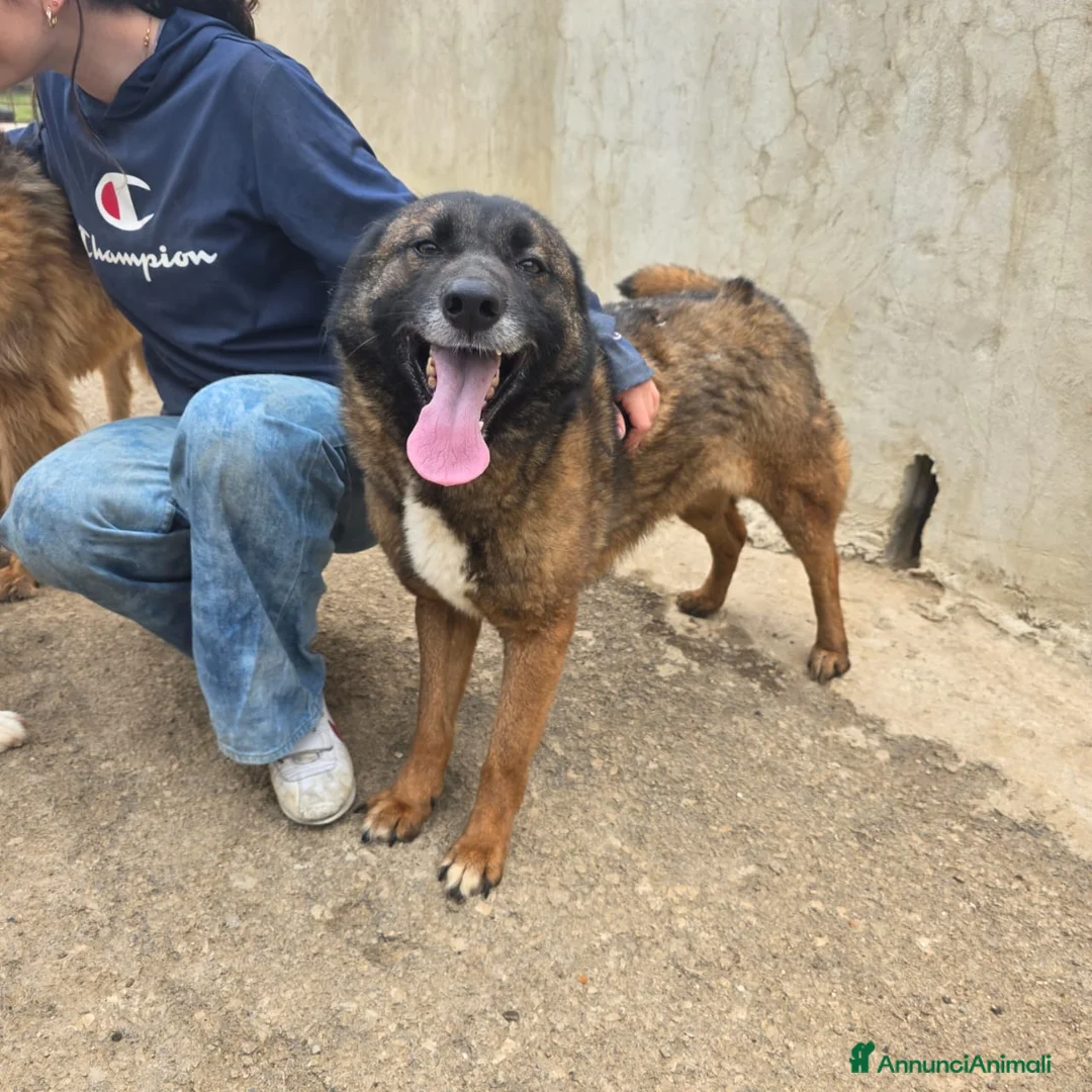 Pastore del Caucaso cani in regalo: Splendida simil Pastore del Caucaso - CARRIE - Annuncio 3