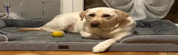 Labrador cani in regalo: Labrador  a Provincia del Verbano-Cusio-Ossola - Annuncio 6