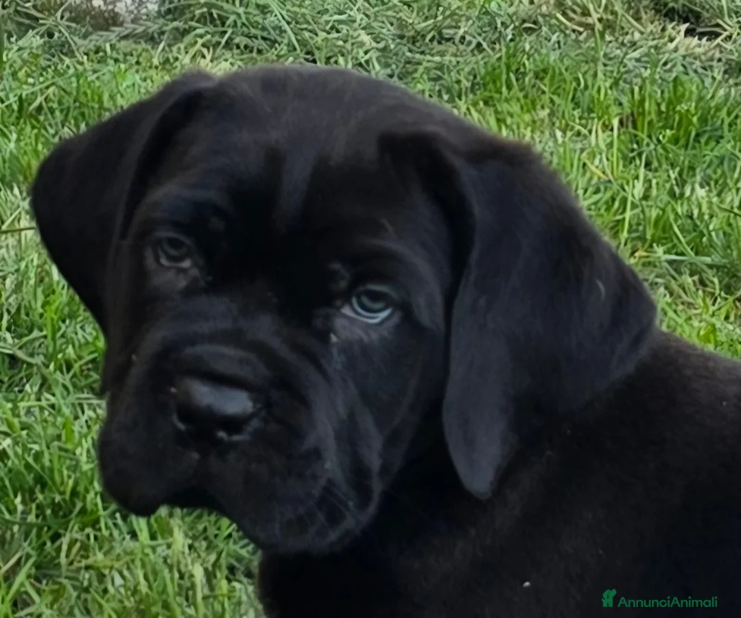 Immagine della galleria {{count}}