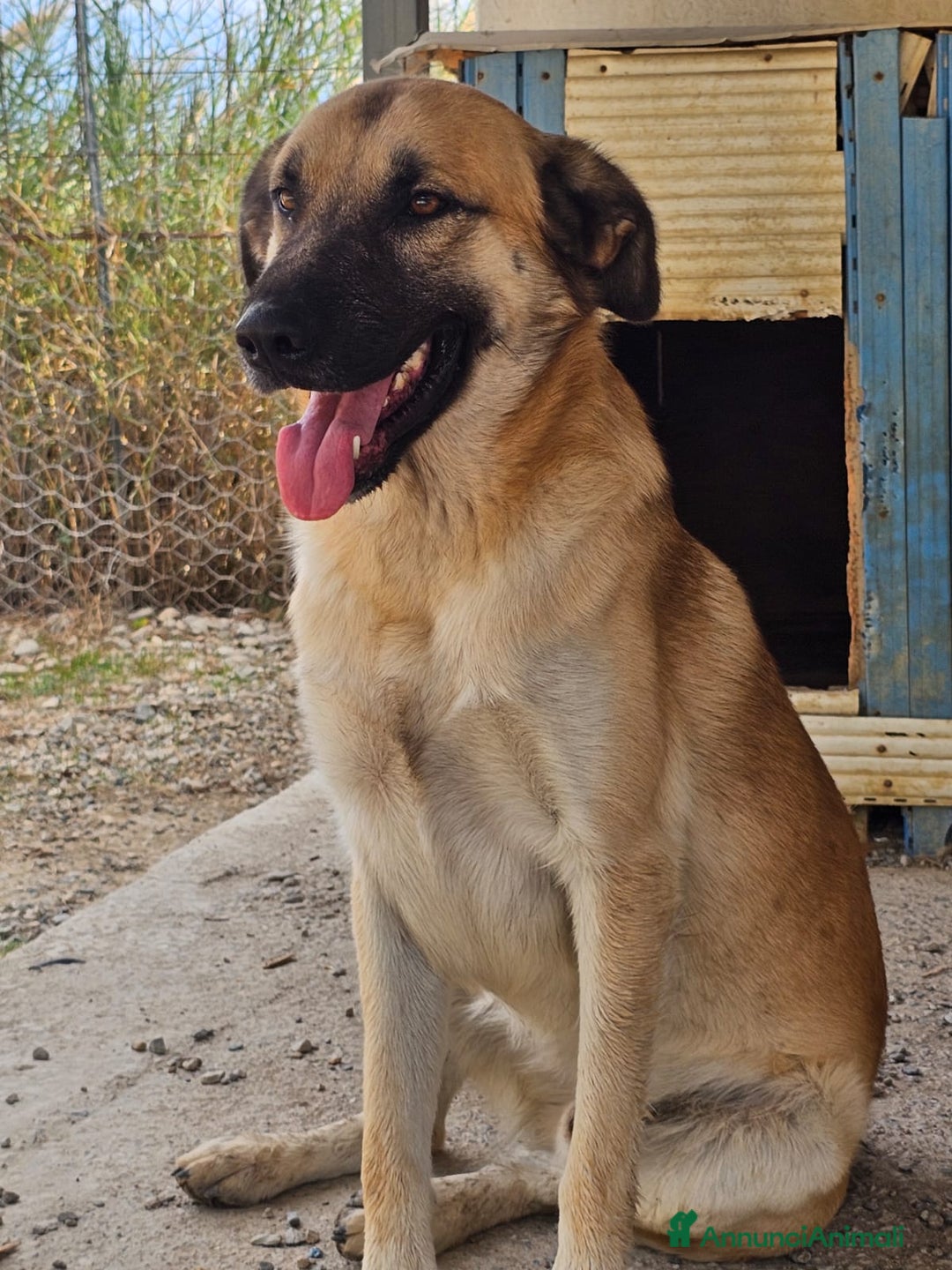 Meticcio cani in regalo: Jimmy uno sguardo pieno di fiducia - Annuncio 3