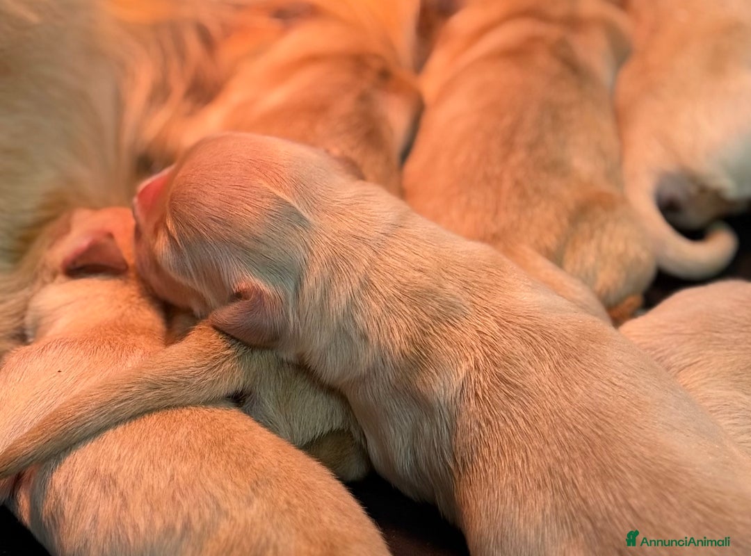Golden Retriever cani in vendita: Cuccioli Golden Retriever - Annuncio 5