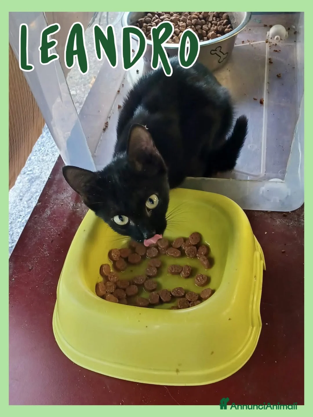 Europeo gatti in regalo: Gattini in adozione  - Annuncio 7