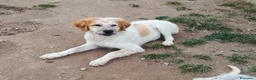 Meticcio cani in regalo: BISCOTTO ASPETTA UNA MAMMA  a Città metropolitana di Milano - Annuncio 5