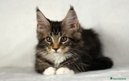Maine Coon gatti in vendita: Cucciole di Maine Coon cercano casa a Città Metropolitana di Torino - Immagine 5