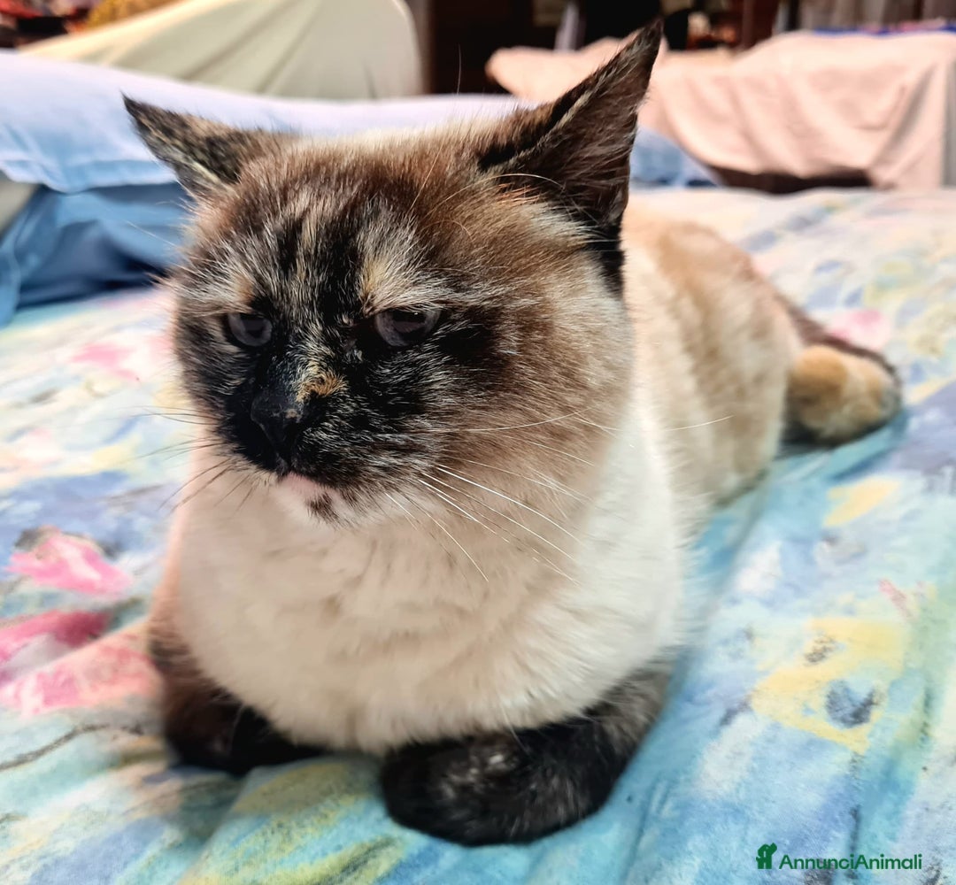 Europeo gatti in regalo: Nathaly dolce simil siamese  - Annuncio 3