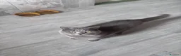 Scottish gatti in vendita: scottish maschietti  a Provincia di Catanzaro - Annuncio 12