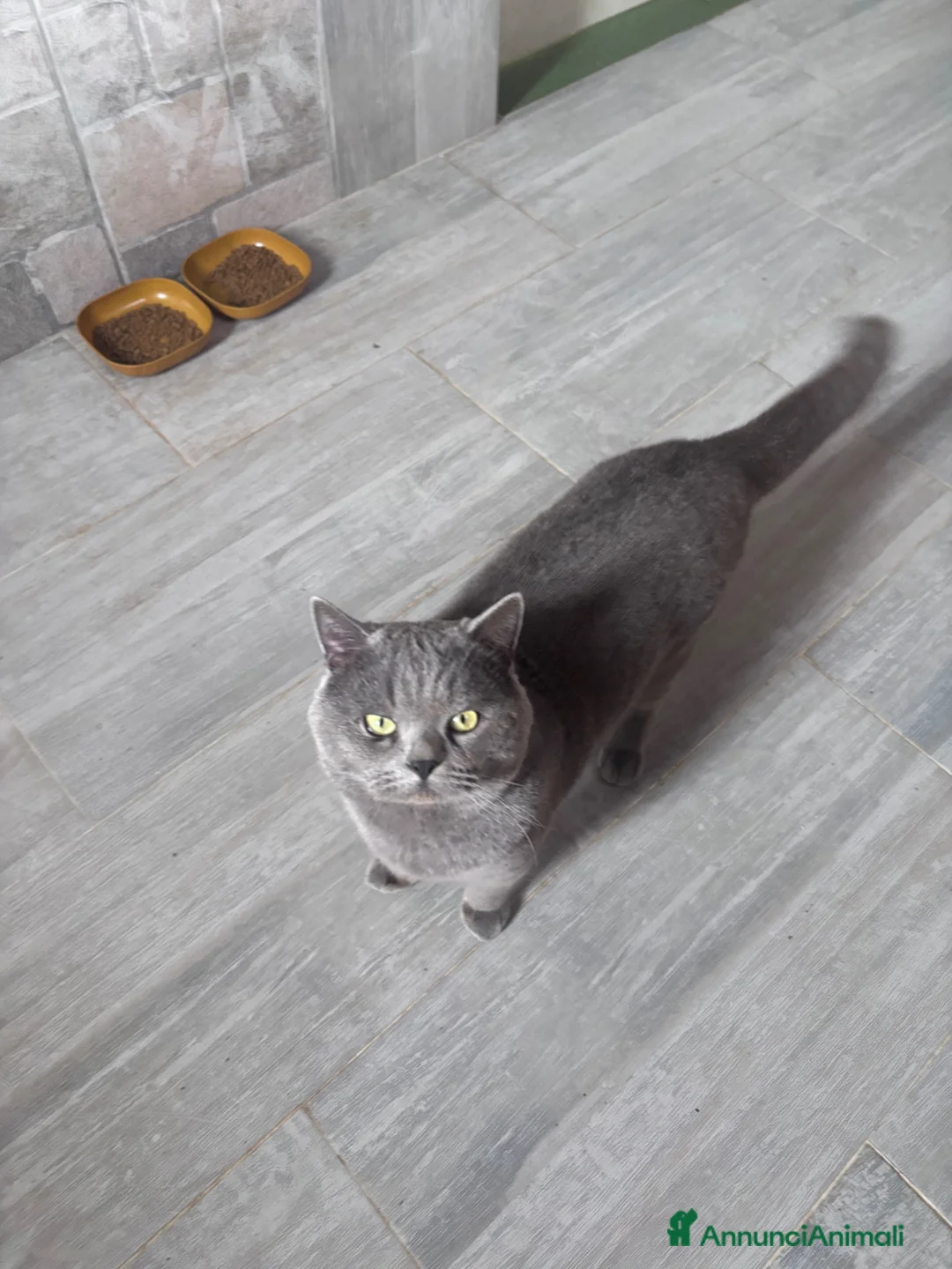 Scottish gatti in vendita: scottish maschietti  a Provincia di Catanzaro - Annuncio 12