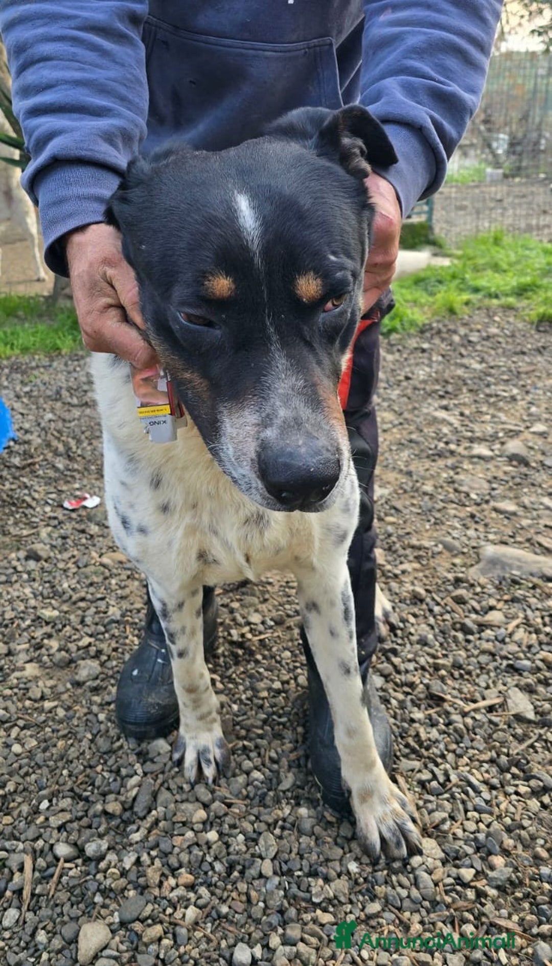 Meticcio cani in regalo: Oliver un carattere meraviglioso a Città Metropolitana di Milano - Annuncio 10