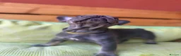 Bulldog Francese cani in vendita: Disponibilità di Bulldog Francese  - Annuncio 11