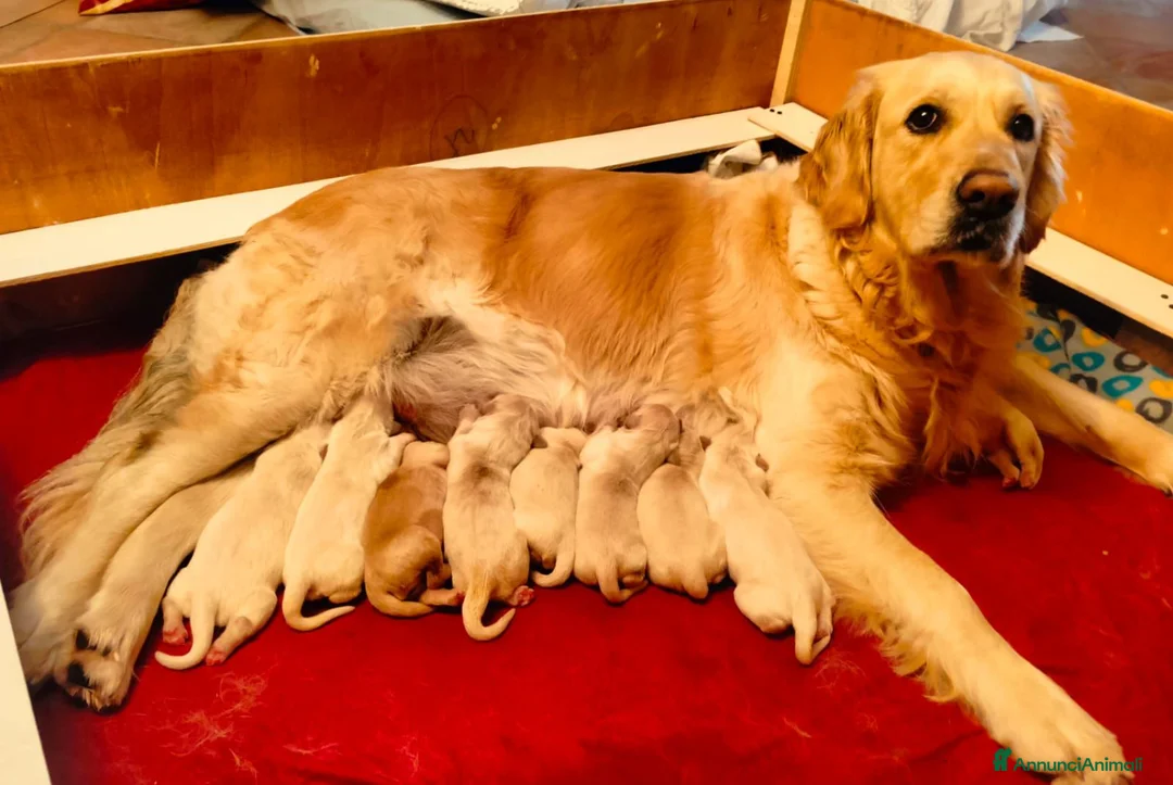 Golden Retriever cani in vendita: CUCCIOLI DI GOLDEN RETRIEVER DISPONIBILI  a Città Metropolitana di Bologna - Annuncio 2