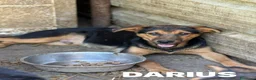 Pastore Tedesco cani in regalo: DARIUS, cucciolo mix PASTORINO dall'anima gentile. - Annuncio 6