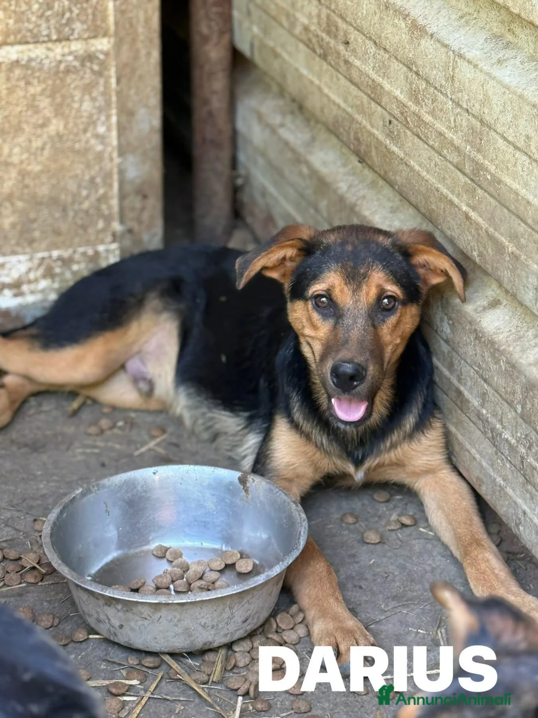 Pastore Tedesco cani in regalo: DARIUS, cucciolo mix PASTORINO dall'anima gentile. - Annuncio 6