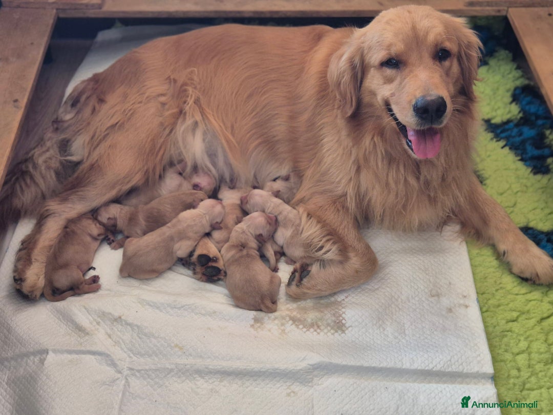 Golden Retriever cani in vendita: Cuccioli linea 100% americana  a Città metropolitana di Milano - Immagine 3