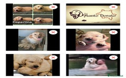 Golden Retriever cani in vendita: Cuccioli di golden retriever linea inglese  a Provincia di Mantova - Immagine 1