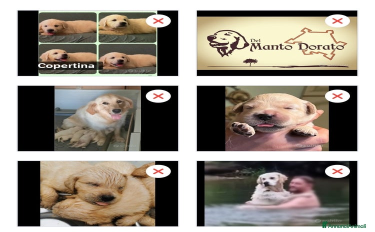 Golden Retriever cani a Provincia di Mantova - Annuncio 4