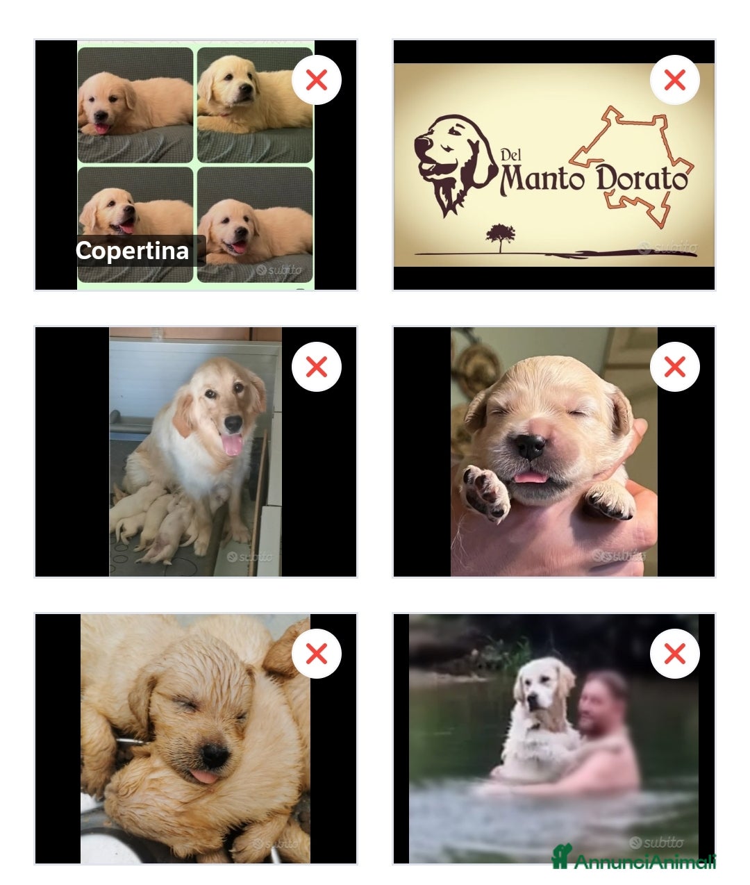 Golden Retriever cani in vendita: Cuccioli di golden retriever linea inglese  a Provincia di Mantova - Immagine 1