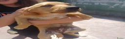Meticcio cani in regalo: Kira tenera cucciola taglia medio piccola  - Annuncio 4