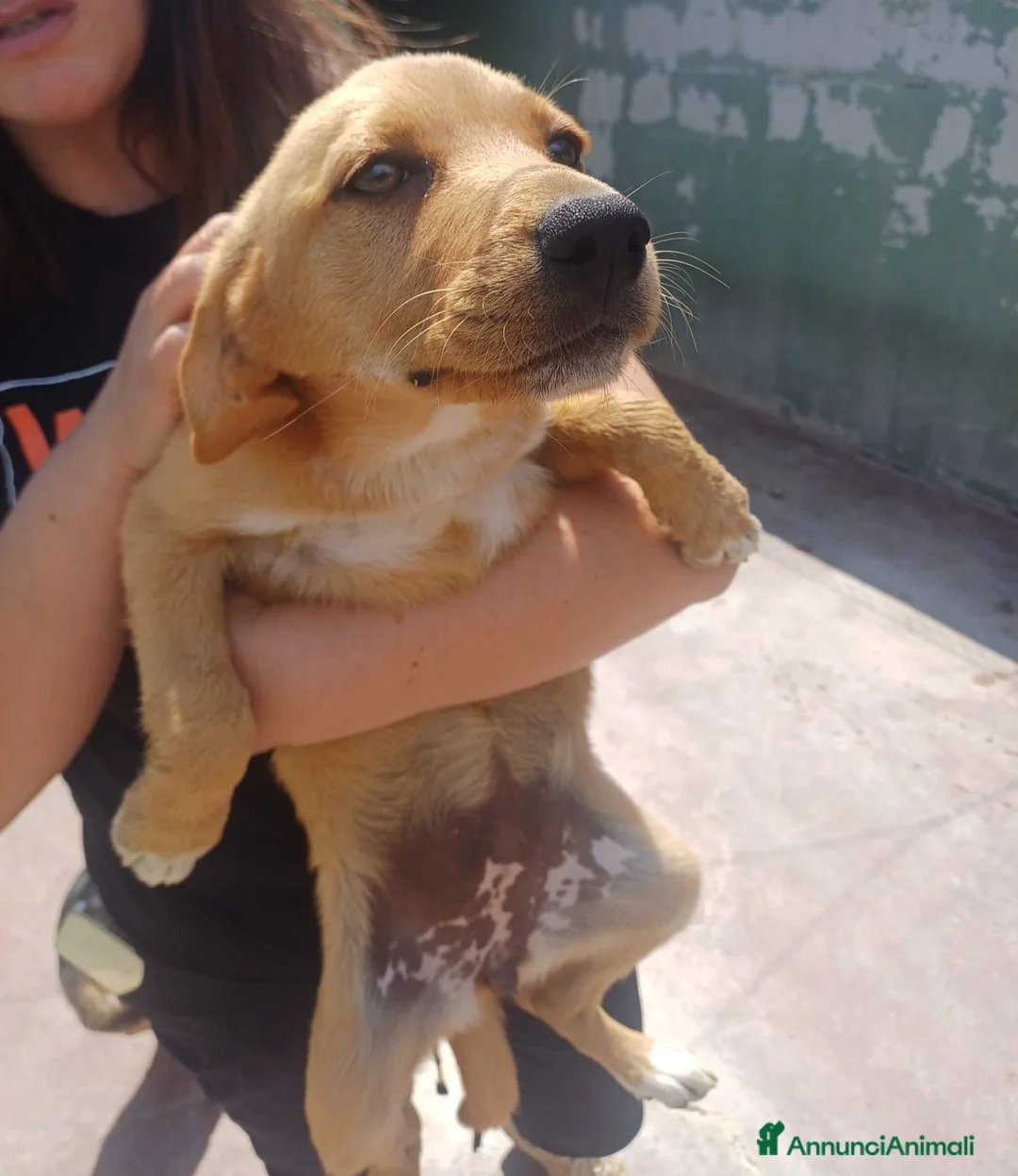 Meticcio cani in regalo: Kira tenera cucciola taglia medio piccola  - Annuncio 4