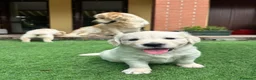 Golden Retriever cani in vendita: CUCCIOLI GOLDEN RETRIVER  - Annuncio 11