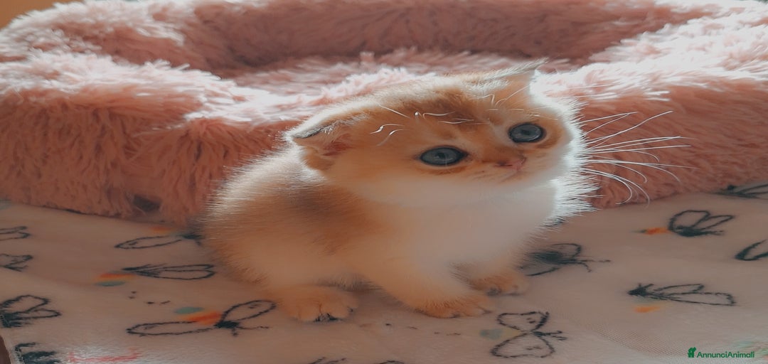 Immagine della galleria {{count}}