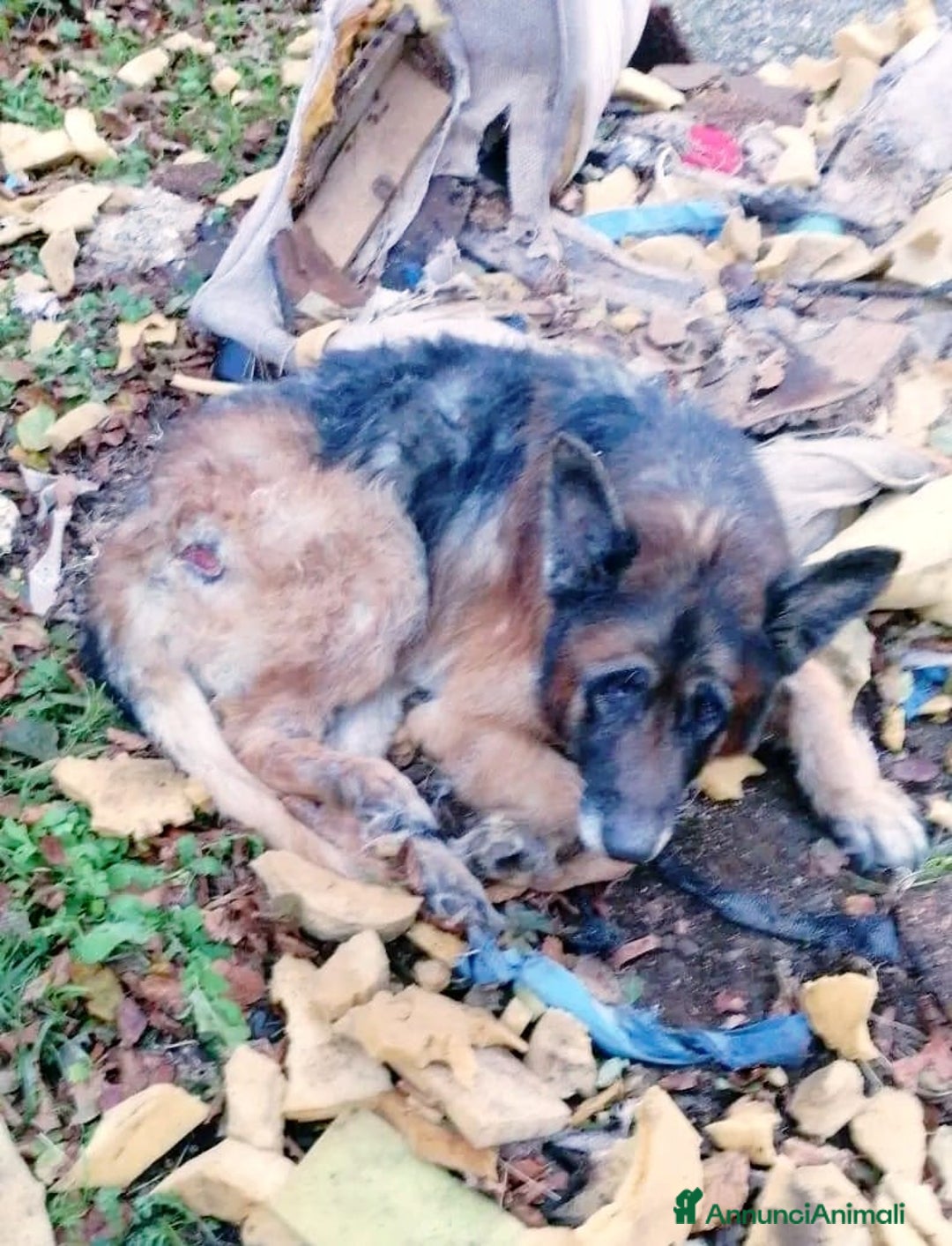 Meticcio cani in regalo: HAEGAR abbandonato perchè vecchio - Annuncio 7
