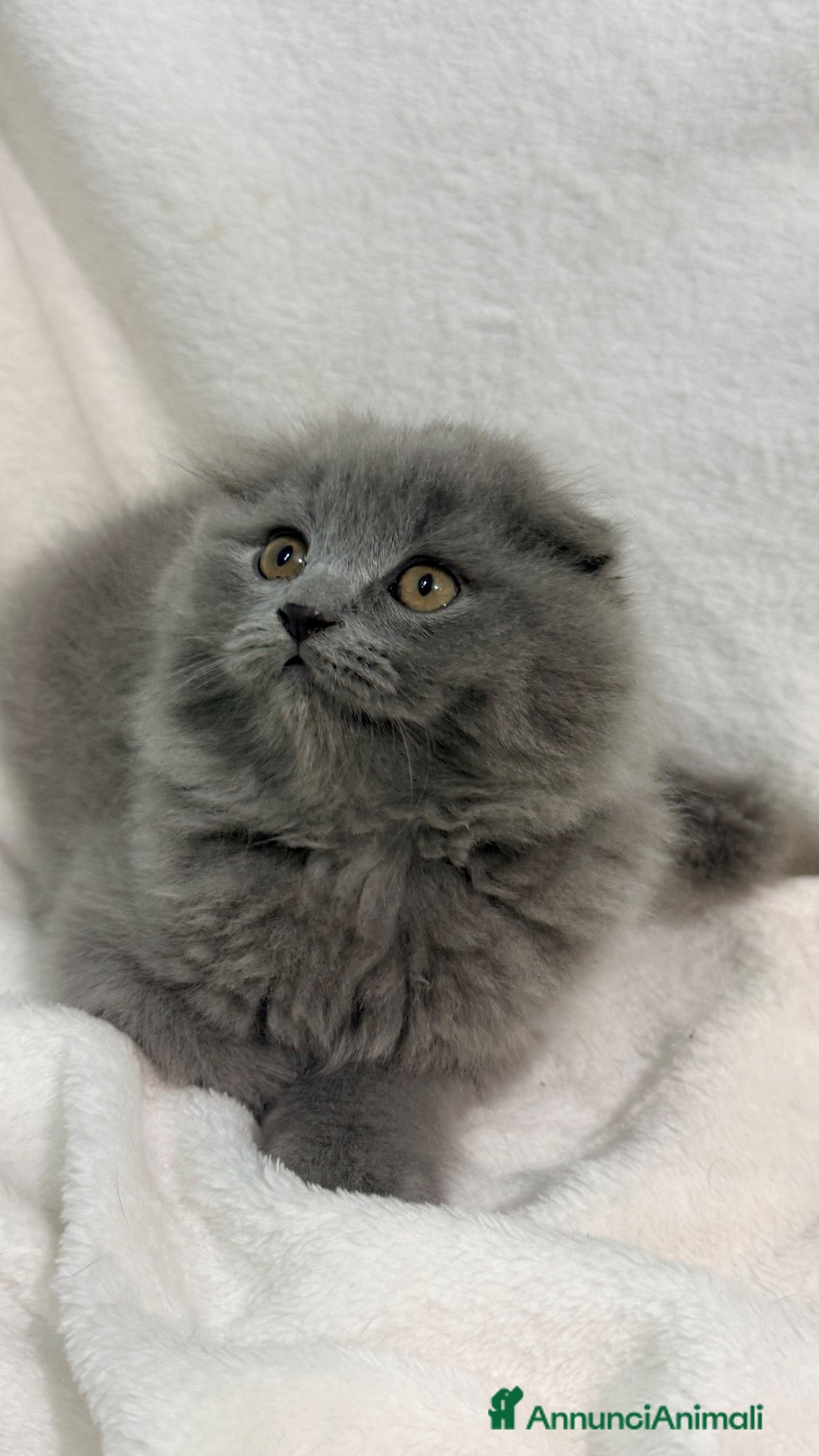 Scottish gatti Gattino scottish fold  - Annuncio 2