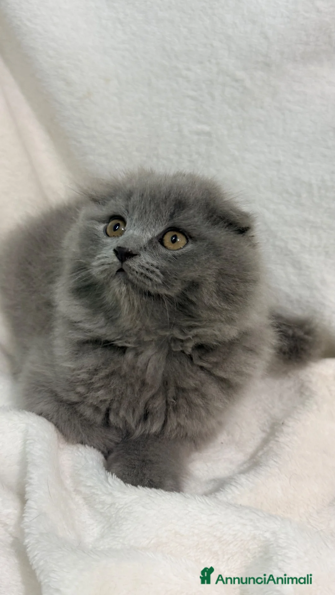 Scottish gatti in vendita: Gattino scottish fold  - Annuncio 1