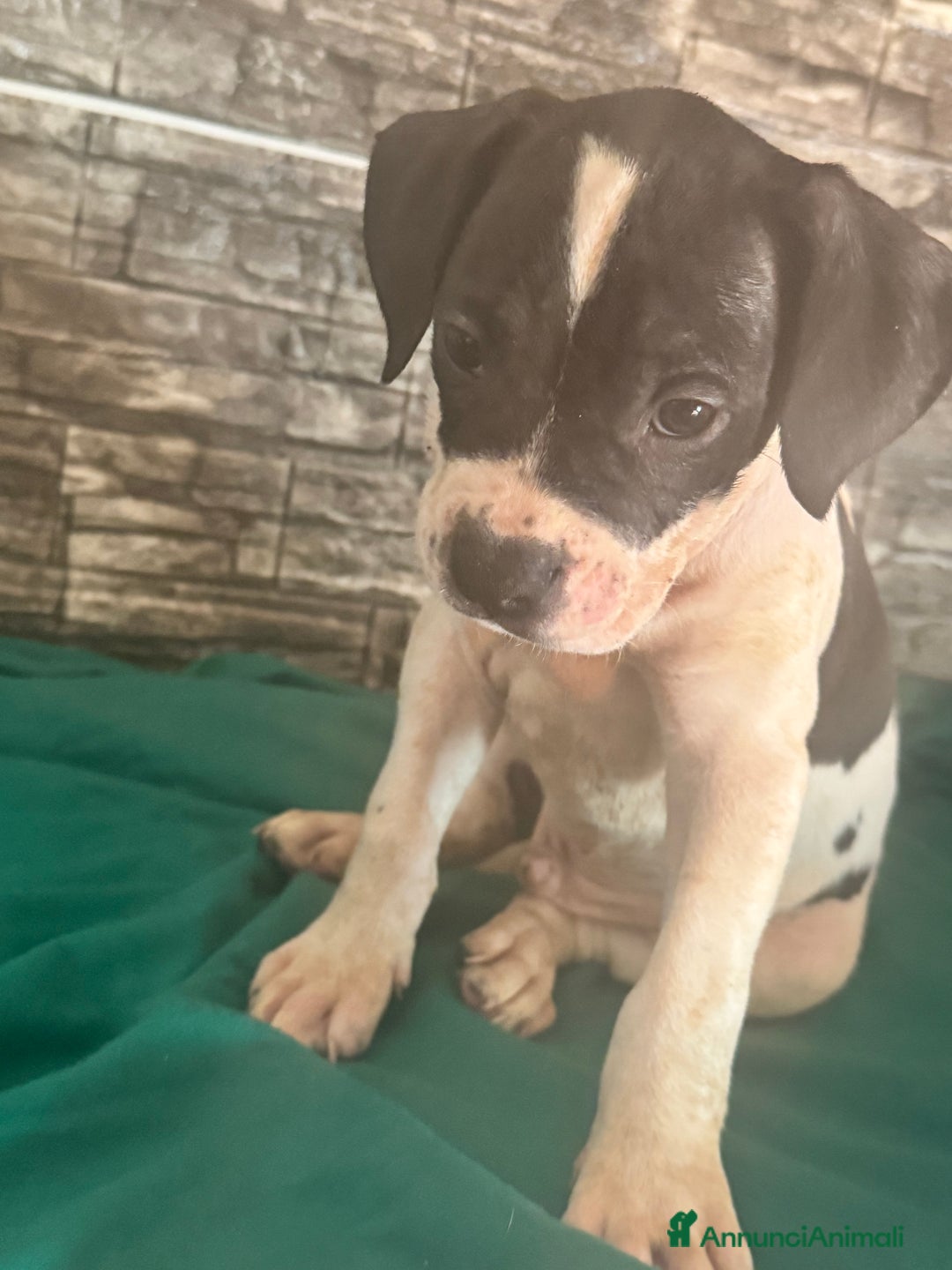 American Staffordshire cani in vendita: Amstaff  a Città metropolitana di Roma Capitale - Immagine 5
