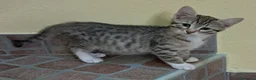 Europeo gatti in regalo: Tess e Flora, sorelline inseparabili - Annuncio 2