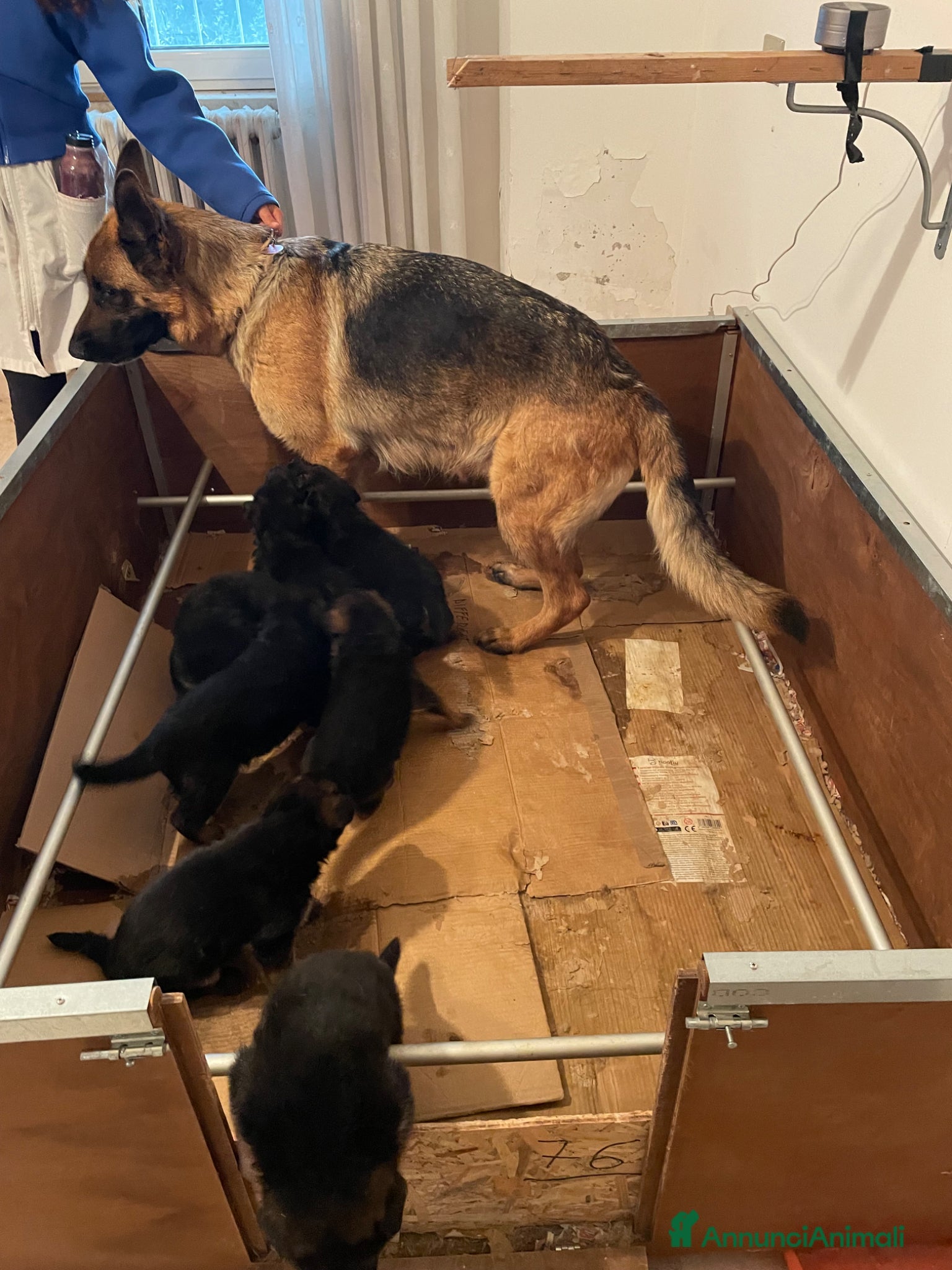 Pastore Tedesco cani in vendita: Pastore tedesco cuccioli - Annuncio 2