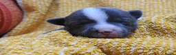 Staffordshire cani in vendita: Staffordshire bull terrier staffy a Provincia di Frosinone - Annuncio 16