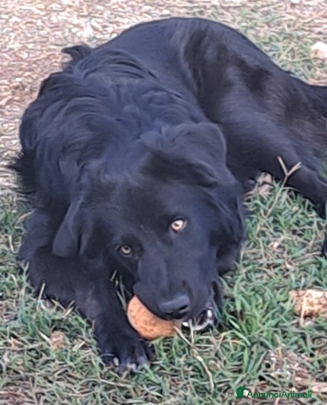 Meticcio cani in regalo: LUCIO MIX GOLDEN/BORDER COLLIE  - Annuncio 3
