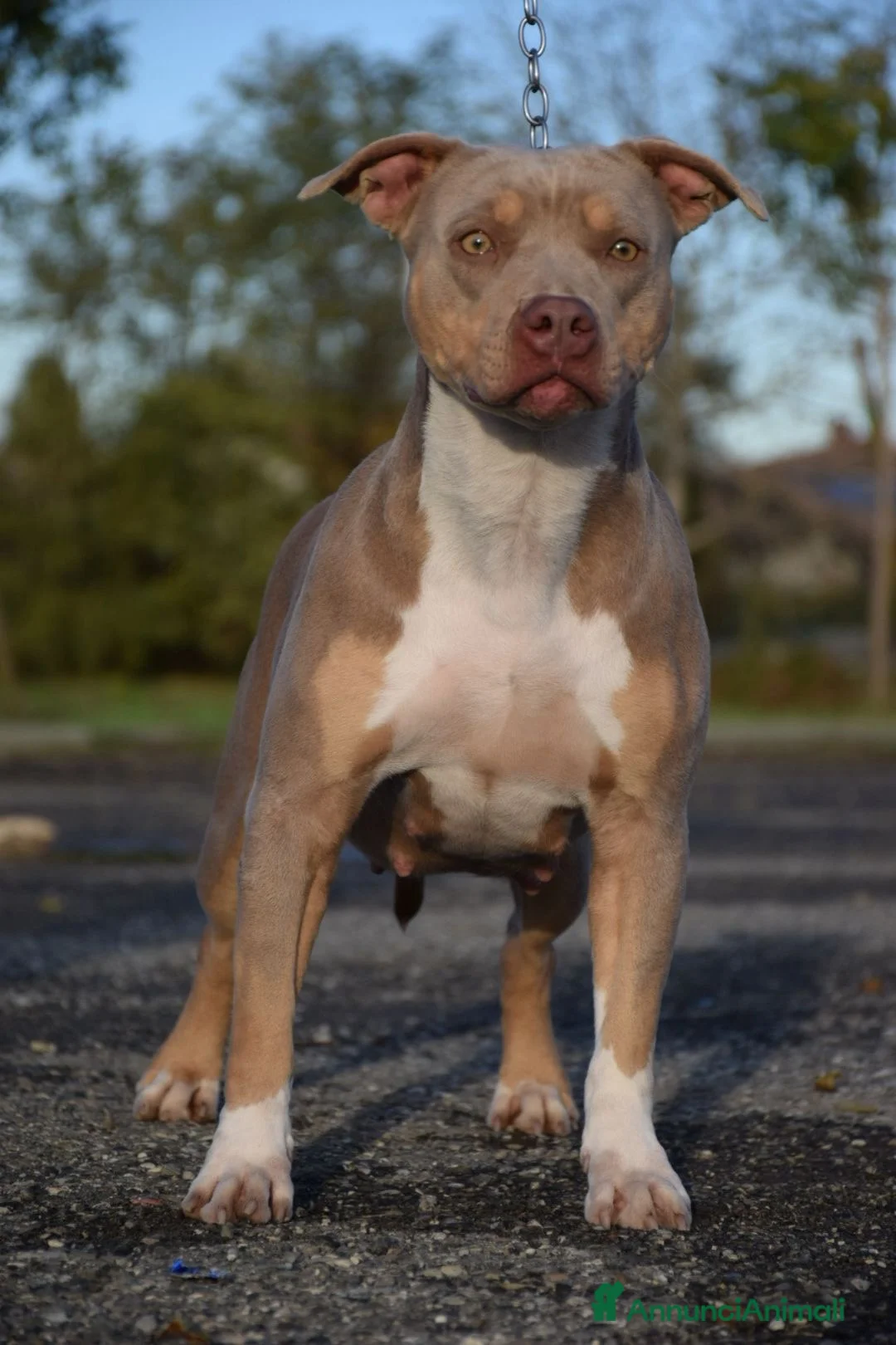 Pitbull cani in vendita: Cuccioli Pit Bull con pedigree anche a rate! - Annuncio 20