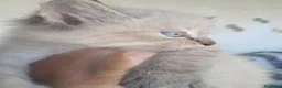 Siberiano gatti in vendita: Gatto siberiano neva  - Annuncio 4