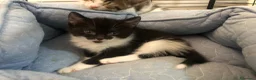 Altre razze gatti in regalo: NANA’ CERCA CASA 🏡 - Annuncio 3
