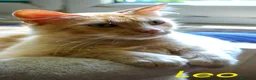 Altre razze gatti in regalo: LEO  SIMIL MAIN COON ROSA - Annuncio 4