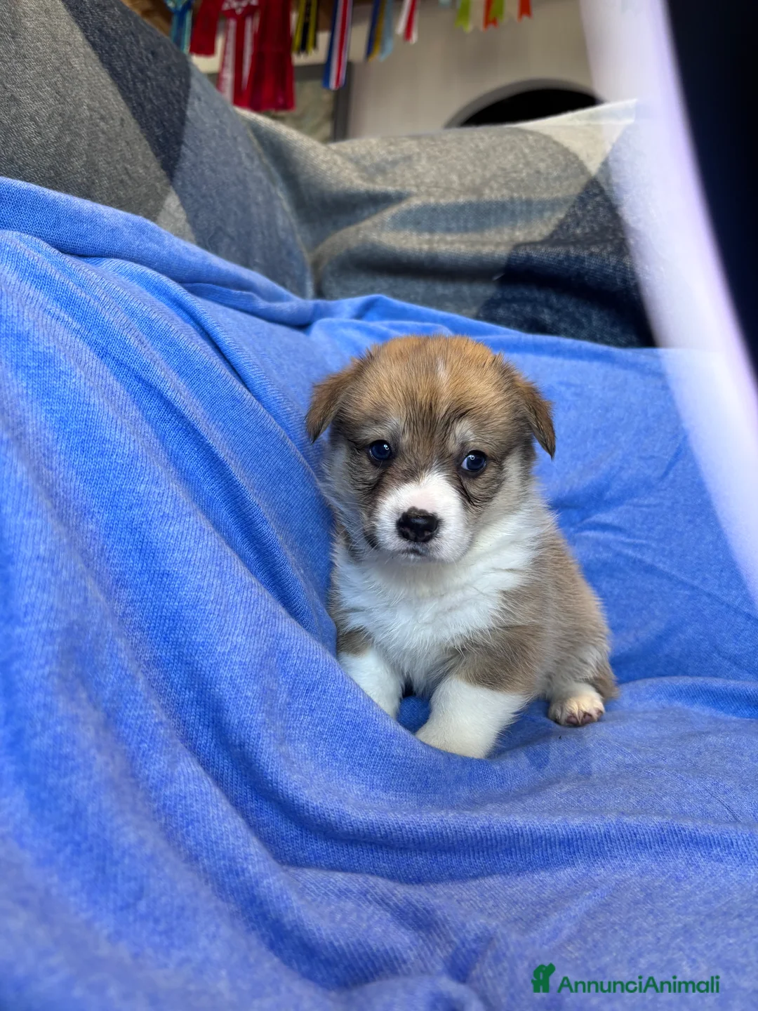 Corgi Pembroke cani in vendita: Welsh corgi Pembroke  a Città metropolitana di Roma Capitale - Annuncio 4