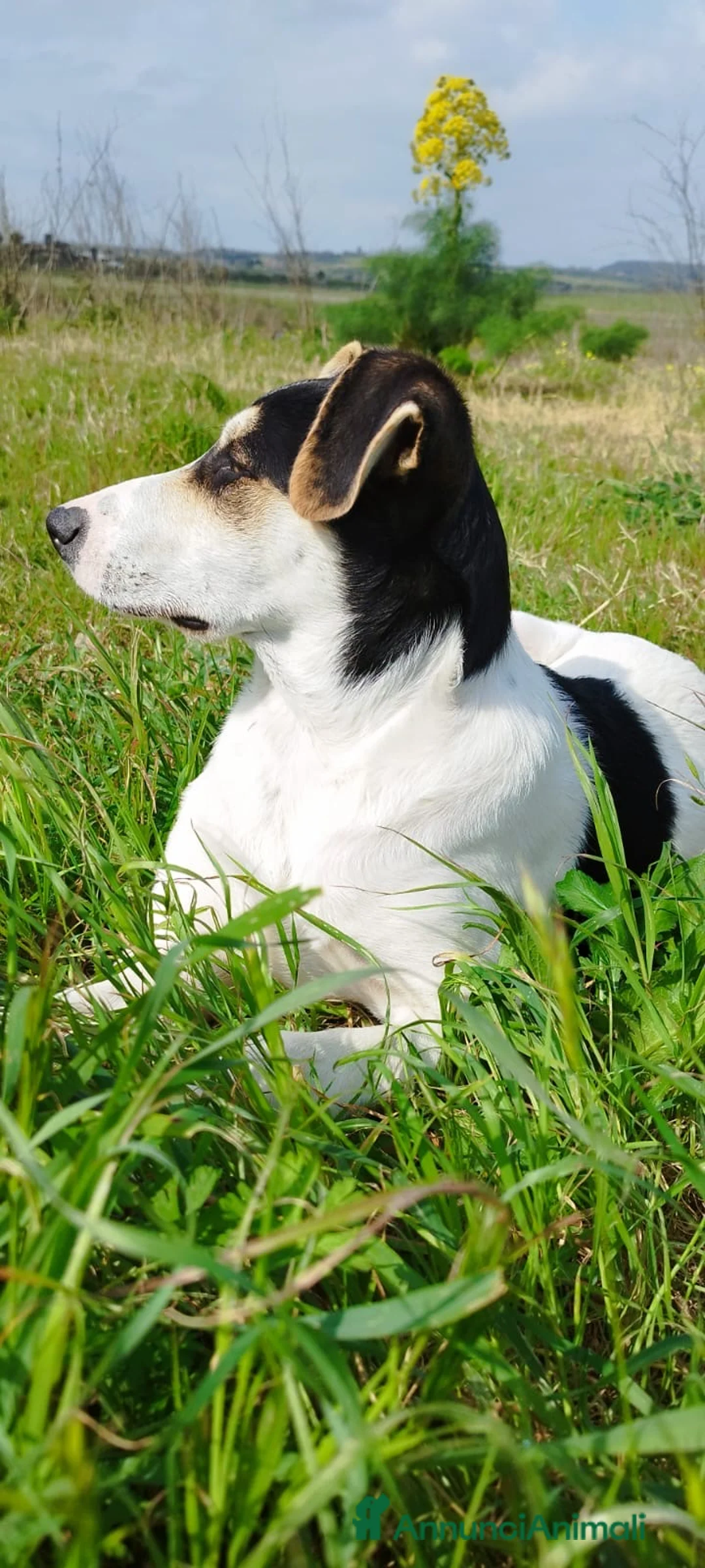 Meticcio cani in regalo: RUDY IN CERCA DI ADOZIONE - Annuncio 6
