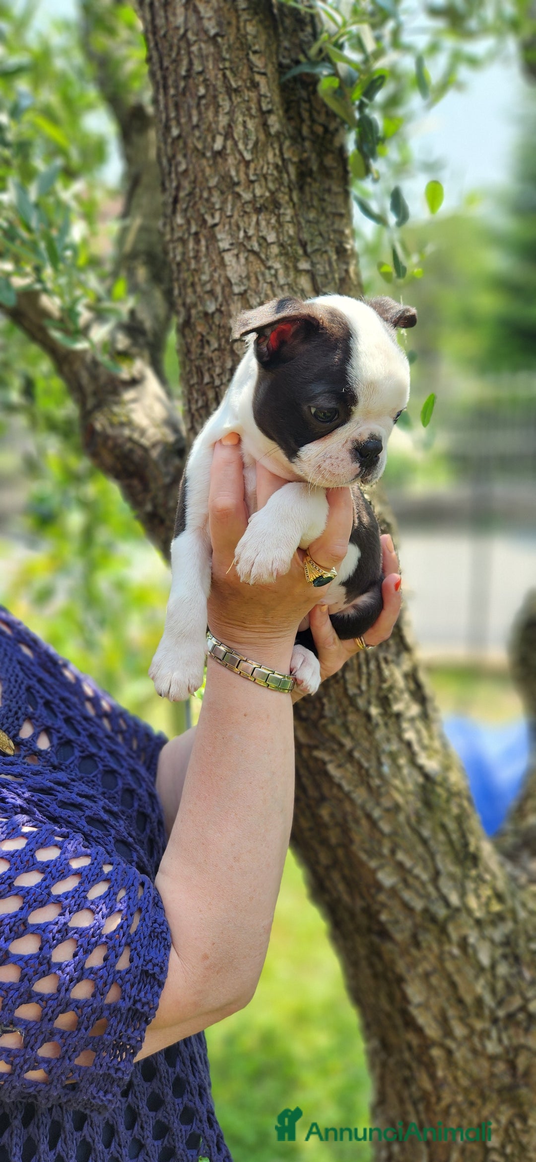 Boston Terrier cani in vendita: Cuccioli Boston Terrier a Città Metropolitana di Torino - Immagine 5